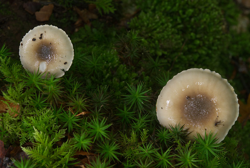 Hygrophorus mesotephrus